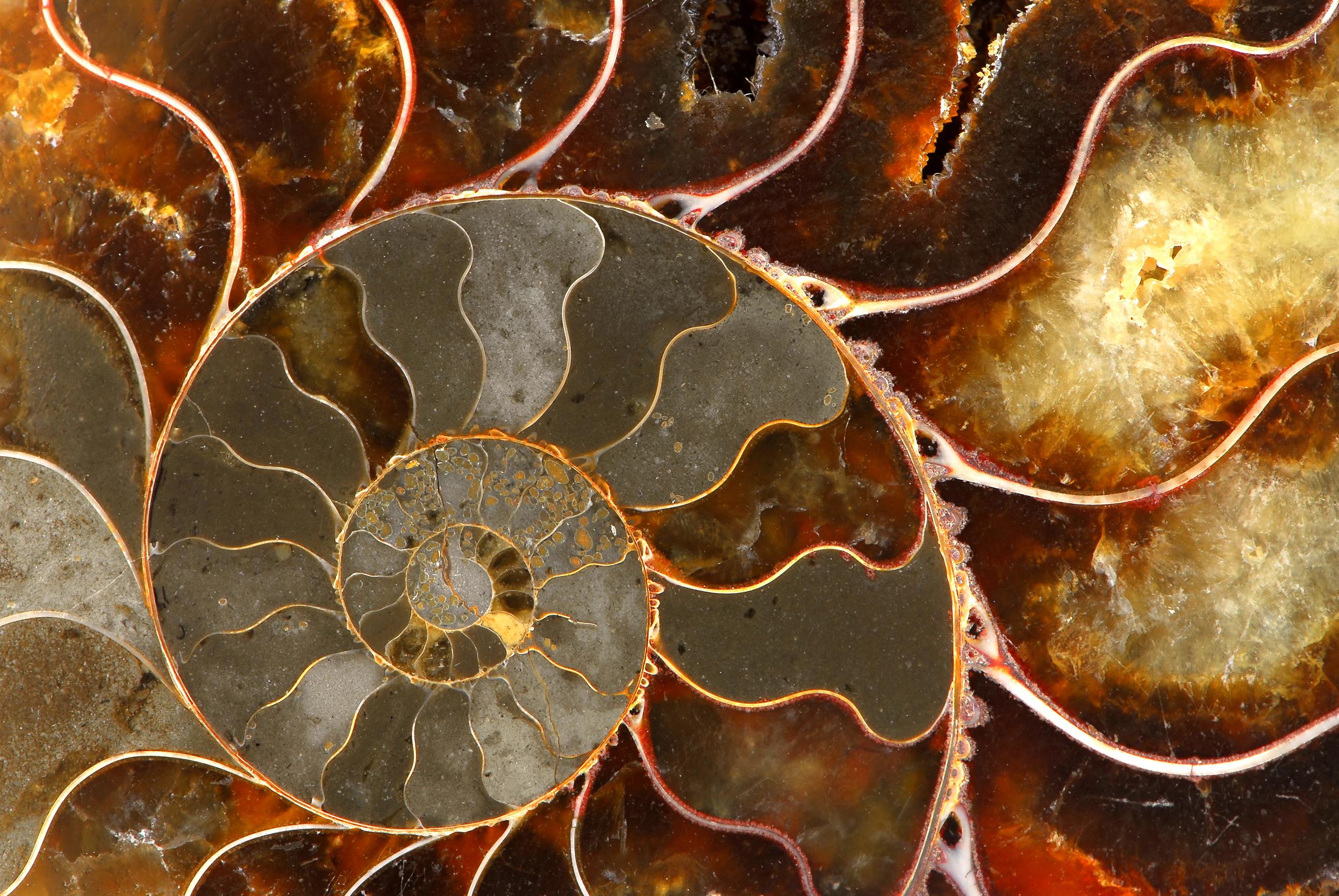 common puepose_Spiral design_NELA Spiral design